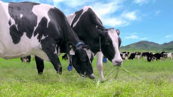 Sữa tươi nguyên kem là nguồn sữa được lấy từ những chú bò khỏe mạnh trên các nông trại chất lượng, uy tín trên thế giới